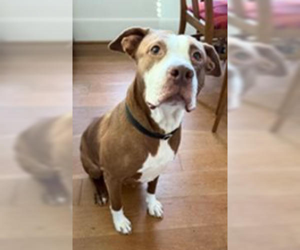 Medium Photo #3 American Staffordshire Terrier-Unknown Mix Puppy For Sale in Decatur, GA, USA