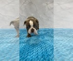 Small Photo #8 Boston Terrier Puppy For Sale in TULARE, CA, USA