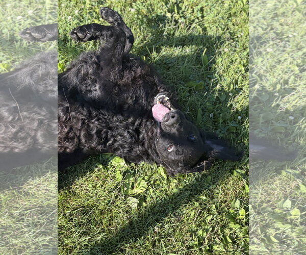 Medium Photo #4 Retriever -Unknown Mix Puppy For Sale in Jefferson, WI, USA