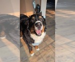 Small #8 Bernese Mountain Dog