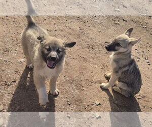 GIANT SCHNAUZER -Great Pyrenees Mix Dogs for adoption in Peralta, NM, USA