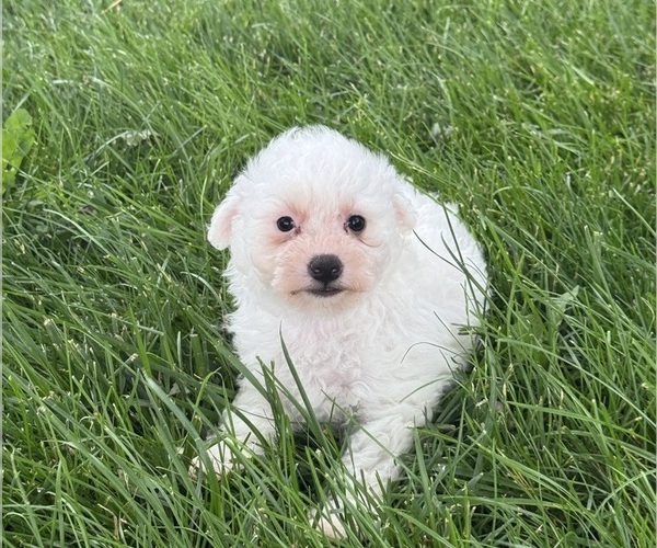 Medium Photo #5 Bichpoo Puppy For Sale in CANOGA, NY, USA