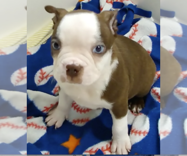 Medium Photo #1 Boston Terrier Puppy For Sale in BEND, OR, USA