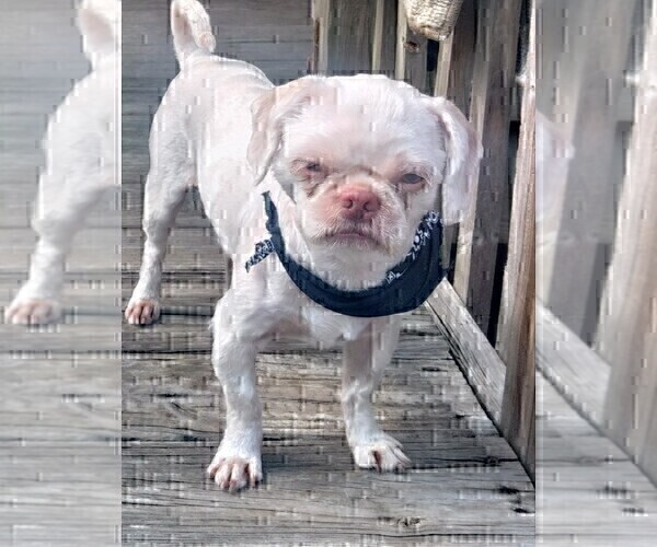Medium Photo #1 Shih Tzu Puppy For Sale in FANNING SPGS, FL, USA