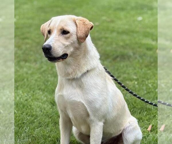 Medium Photo #3 Labrador Retriever-Unknown Mix Puppy For Sale in Yardley, PA, USA