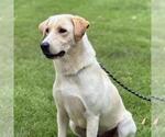 Small #2 Labrador Retriever Mix