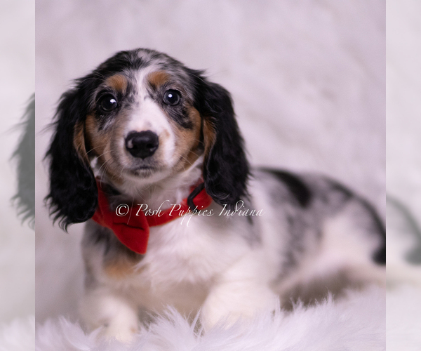 Medium Photo #4 Dachshund Puppy For Sale in WARSAW, IN, USA