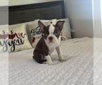 Small #2 Boston Terrier