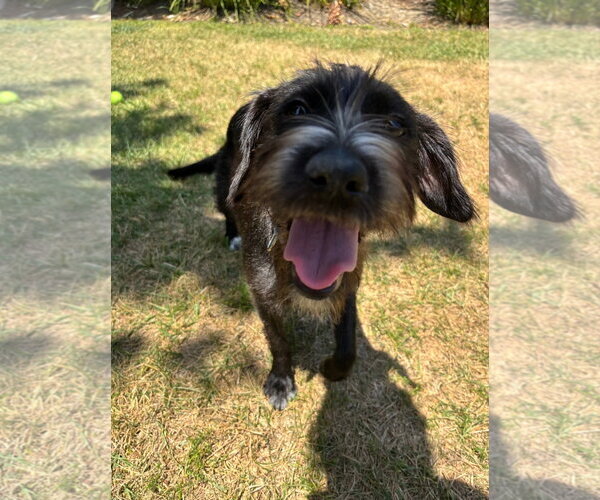 Medium Photo #2 Tibetan Terrier-Unknown Mix Puppy For Sale in Escondido, CA, USA