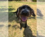 Small #1 Tibetan Terrier Mix