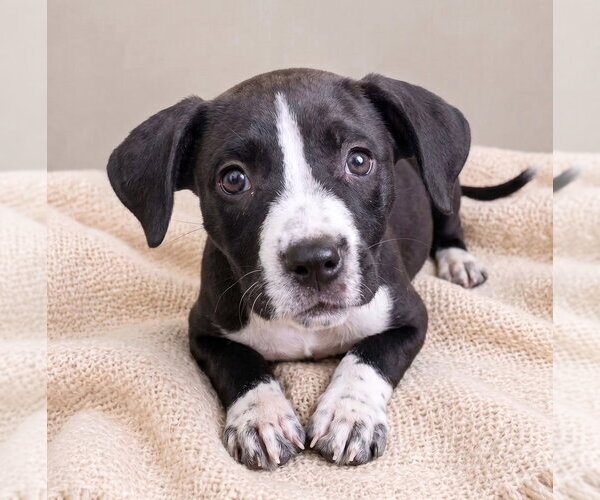 Medium Photo #1 Boston Terrier-Unknown Mix Puppy For Sale in Grovertown, IN, USA