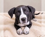 Small Boston Terrier Mix