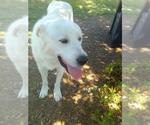 Small #9 Great Pyrenees