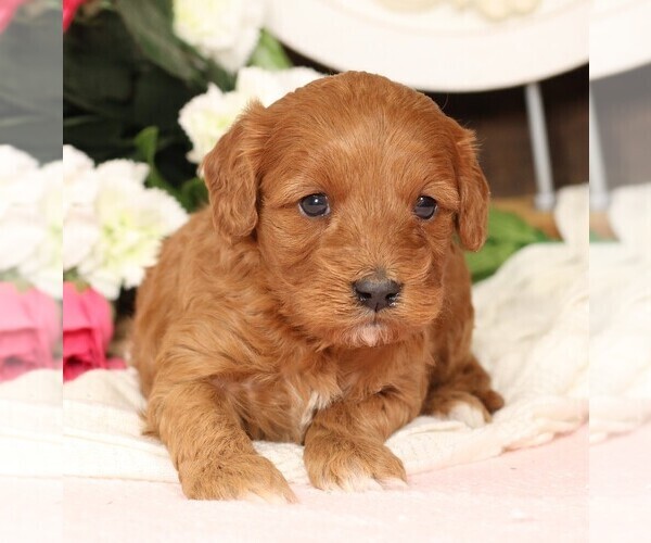 Medium Photo #1 Cavapoo Puppy For Sale in JONES, MI, USA