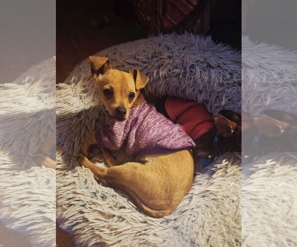 Medium Photo #2 Chihuahua-Unknown Mix Puppy For Sale in Colorado Springs, CO, USA