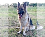 Small Photo #1 German Shepherd Dog Puppy For Sale in WACO, TX, USA