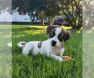 Australian Shepherd-Unknown Mix Dogs for adoption in Caribou, ME, USA