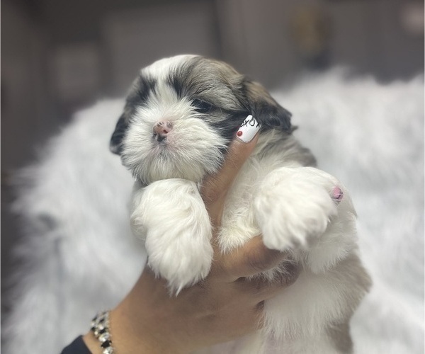 Medium Photo #3 Shih Tzu Puppy For Sale in MEMPHIS, TN, USA