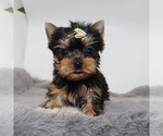 Small #3 Yorkshire Terrier