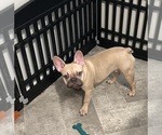 Small #5 French Bulldog