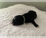 Small #7 Bernedoodle