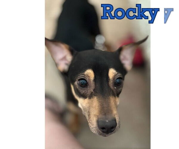 Medium Photo #12 Dachshund Puppy For Sale in San Antonio, TX, USA