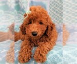 Small #3 Goldendoodle