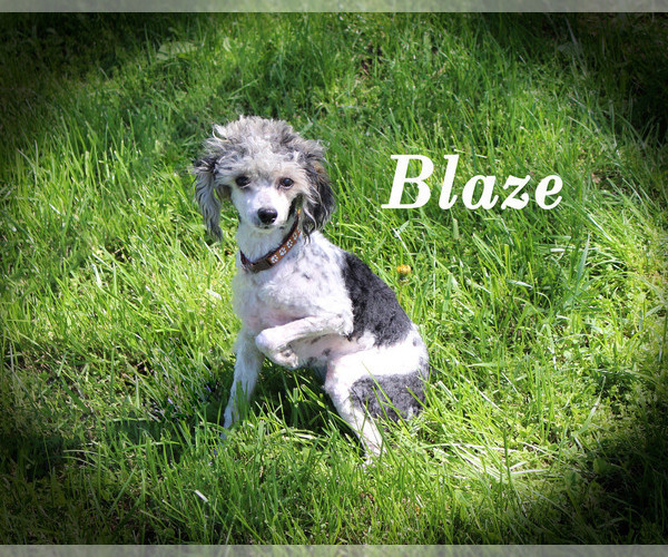 Medium Photo #22 Poodle (Toy) Puppy For Sale in CHANUTE, KS, USA
