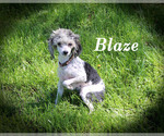 Small #21 Poodle (Toy)