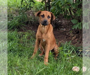 Mutt Dogs for adoption in Vail, AZ, USA