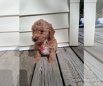 Small Photo #119 Goldendoodle (Miniature) Puppy For Sale in GASTONIA, NC, USA