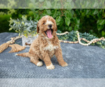 Small Photo #18 Poodle (Miniature) Puppy For Sale in WOLCOTTVILLE, IN, USA
