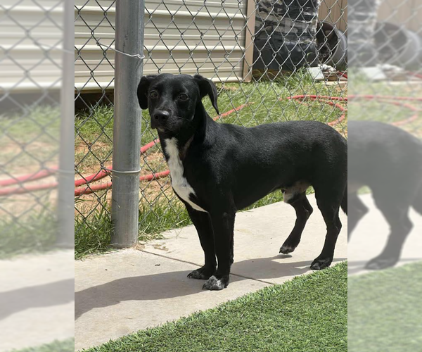 Medium Photo #5 Chihuahua-Unknown Mix Puppy For Sale in Cranston, RI, USA