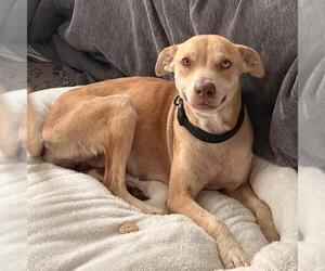 German Shepherd Dog-Unknown Mix Dogs for adoption in San Antonio, TX, USA