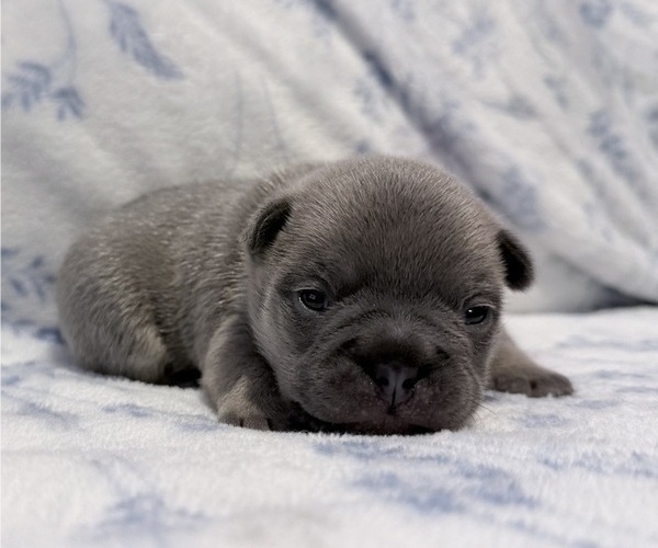 Medium Photo #2 French Bulldog Puppy For Sale in SACRAMENTO, CA, USA