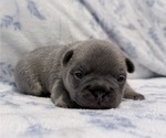 Small #1 French Bulldog
