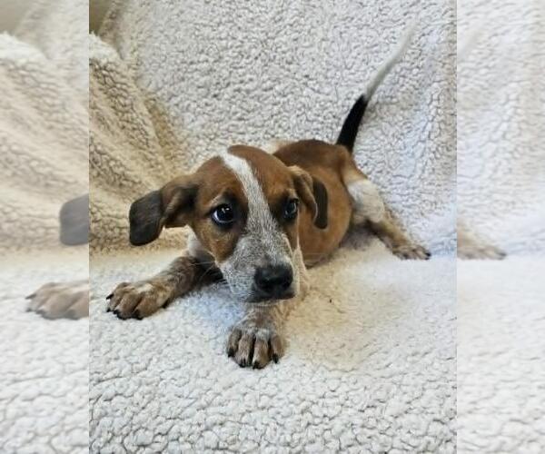 Medium Photo #4 Black Mouth Cur-Unknown Mix Puppy For Sale in Rockwall, TX, USA