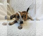 Small #3 Black Mouth Cur Mix