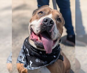 Bulldog-Unknown Mix Dogs for adoption in Hillsboro, NH, USA