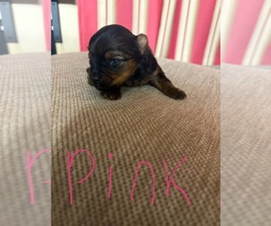 Yorkshire Terrier Puppy for sale in NASHVILLE, TN, USA