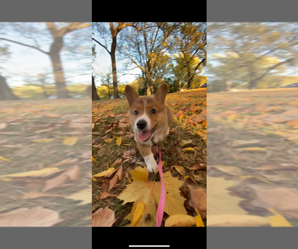Medium Photo #8 Pembroke Welsh Corgi Puppy For Sale in INDEPENDENCE, MO, USA