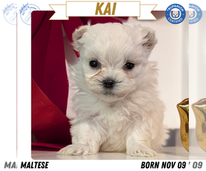 Medium Maltese
