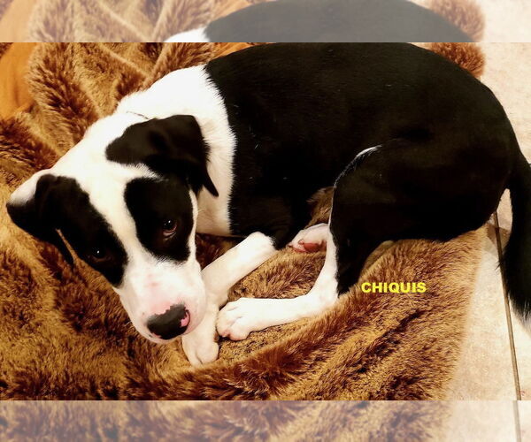 Medium Photo #2 Beagle-Unknown Mix Puppy For Sale in Woodland Hills, CA, USA