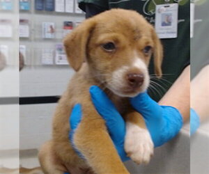 Mutt Dogs for adoption in Oklahoma City, OK, USA