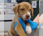 Small Mutt