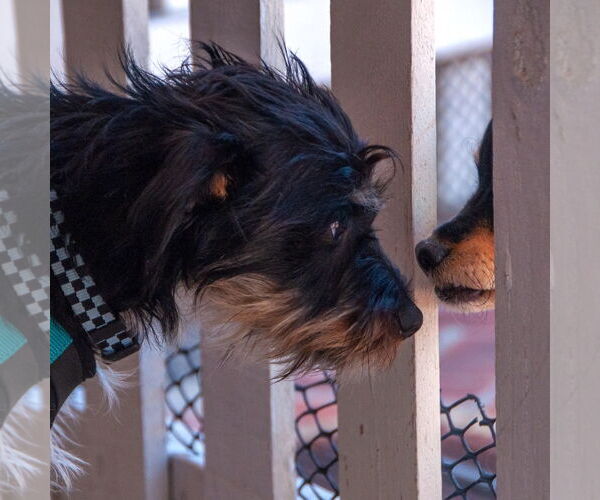 Medium Photo #3 - Mix Puppy For Sale in San Jose, CA, USA