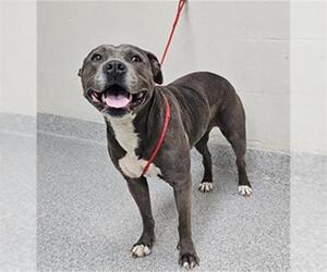 American Pit Bull Terrier-Unknown Mix Dogs for adoption in Pasadena, TX, USA
