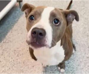Mutt Dogs for adoption in Houston, TX, USA