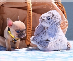 French Bulldog Puppy for sale in CAPE CORAL, FL, USA