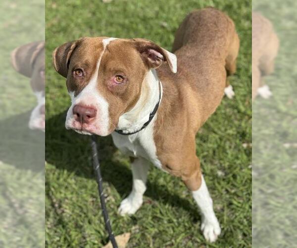Medium Photo #2 American Staffordshire Terrier-Unknown Mix Puppy For Sale in Fort Lauderdale, FL, USA